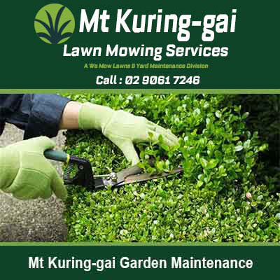Using pruning shears to trim small hedge in Mt Kuring-gai