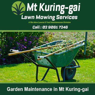 Wheelbarrow filled with garden clippings in Mt Kuring-gai