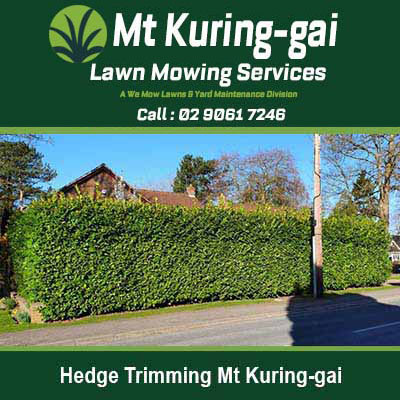 Tall, neatly trimmed hedge along the street in Mt Kuring-gai