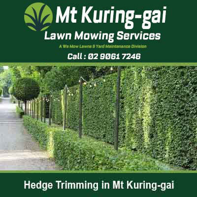 Long row of perfectly trimmed hedges in Mt Kuring-gai