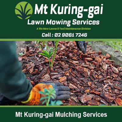 Applying wood chip mulch around small plant in Mt Kuring-Gai