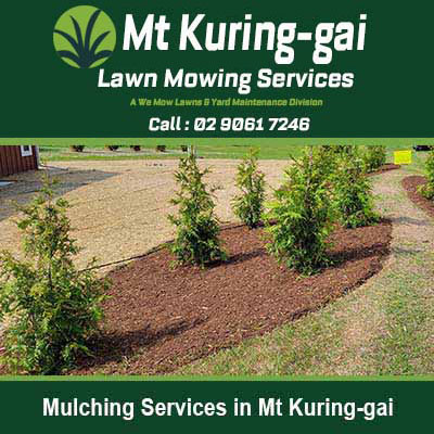 Row of newly planted shrub with fresh mulch in Mt Kuring-Gai