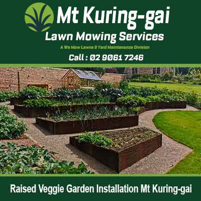 Multiple wooden raised garden beds in Mt Kuring-gai